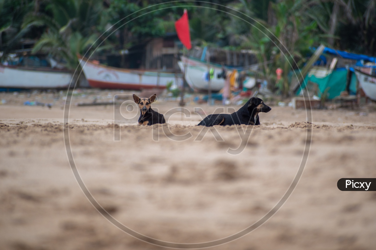 Two dogs sitting in Baina beach, South Goa.