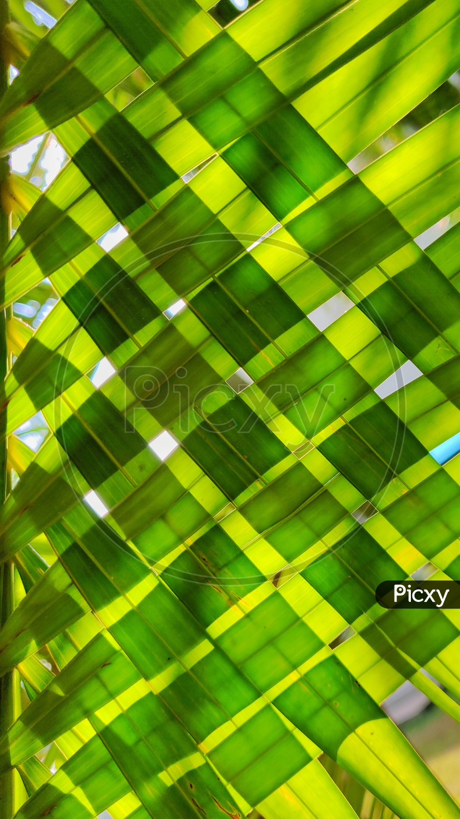 Shades of Green. coconut leaves weaved. 
