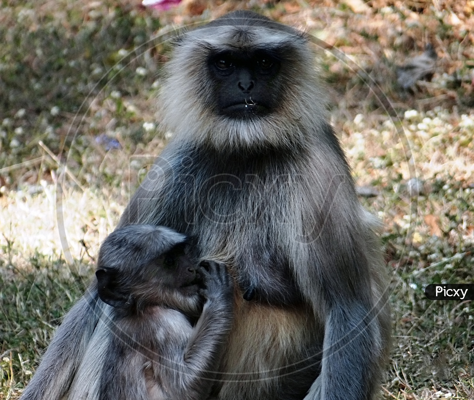 a langur with its baby