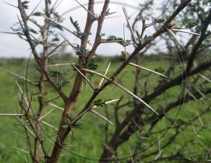 Plant With Thorns To its Stem
