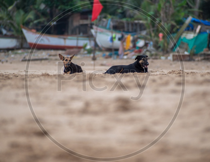 Two dogs sitting in Baina beach, South Goa.