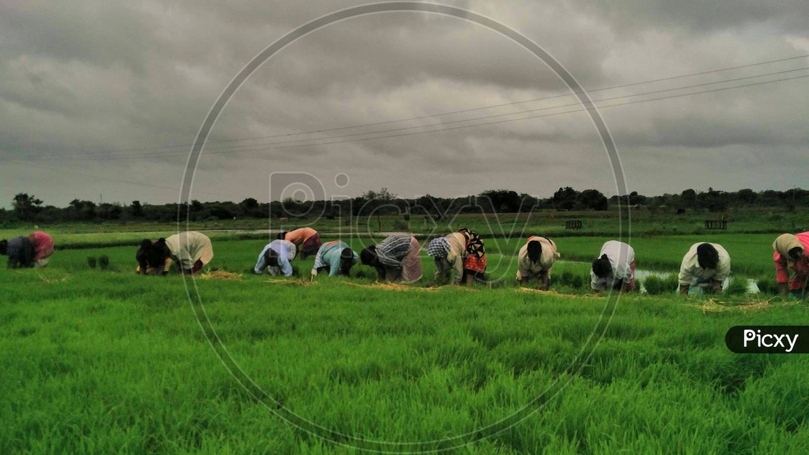 Farmers Working in Paddy Fields