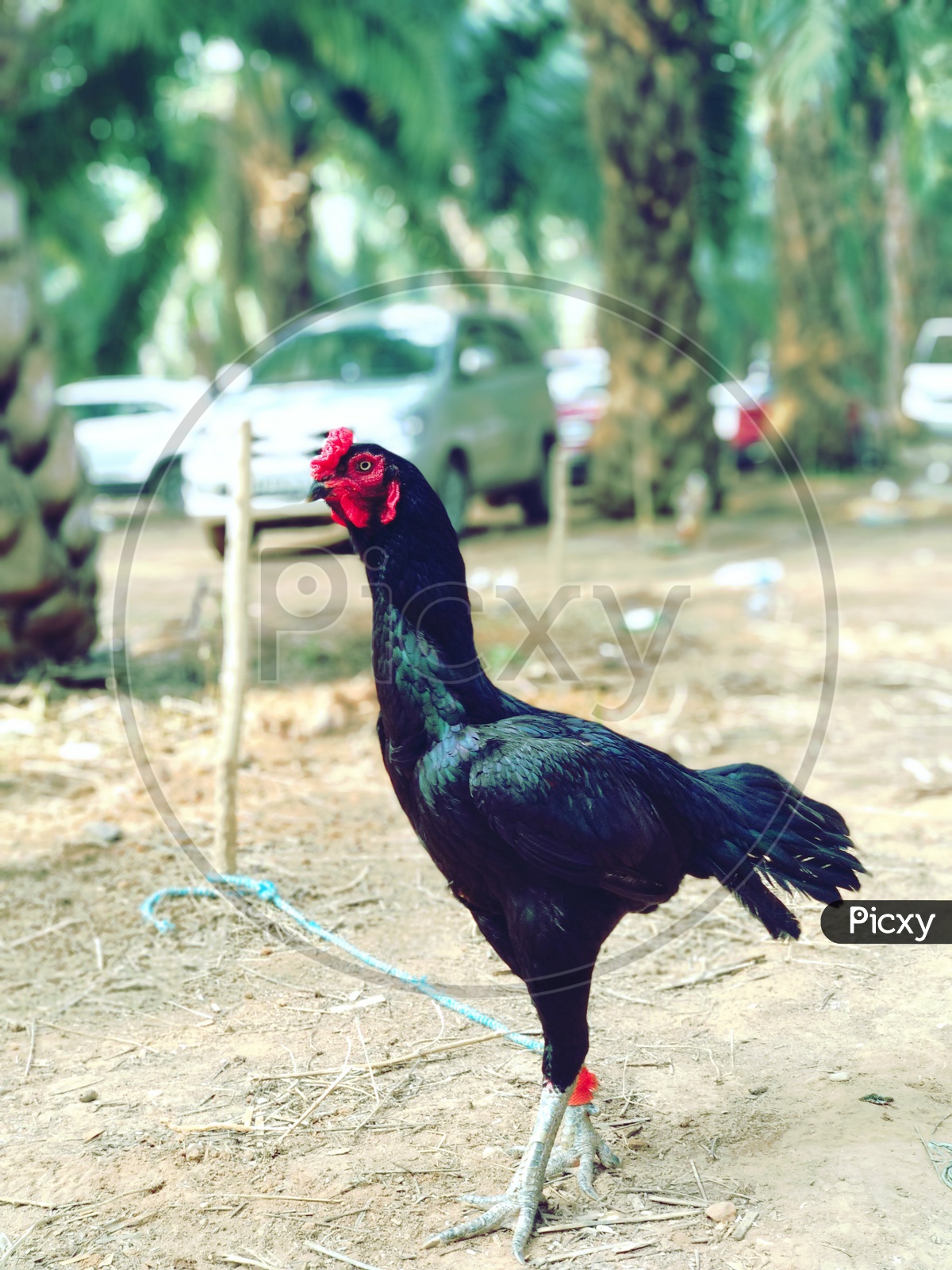 Image of Indian Cock or Hen-IQ983398-Picxy