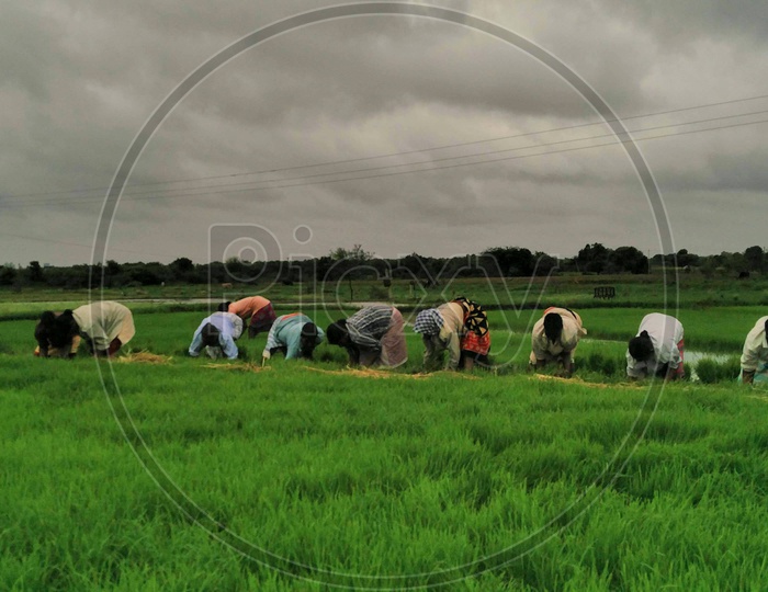 Farmers Working in Paddy Fields