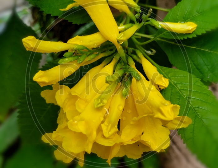 Yellow Elder post rain