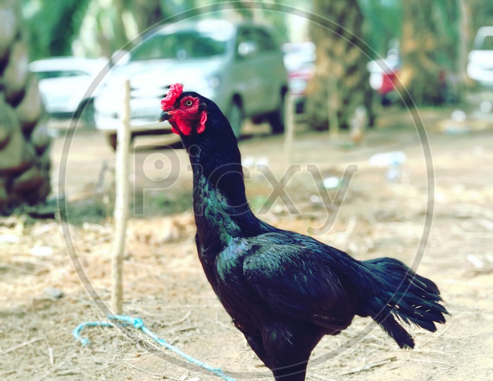 Indian Cock or Hen