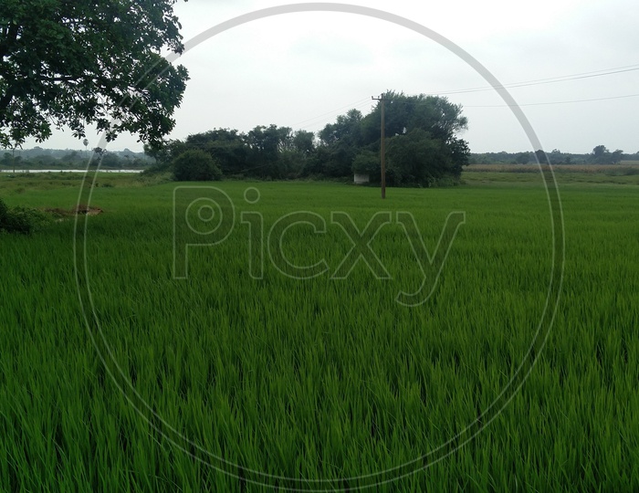 Agriculture Fields with Trees