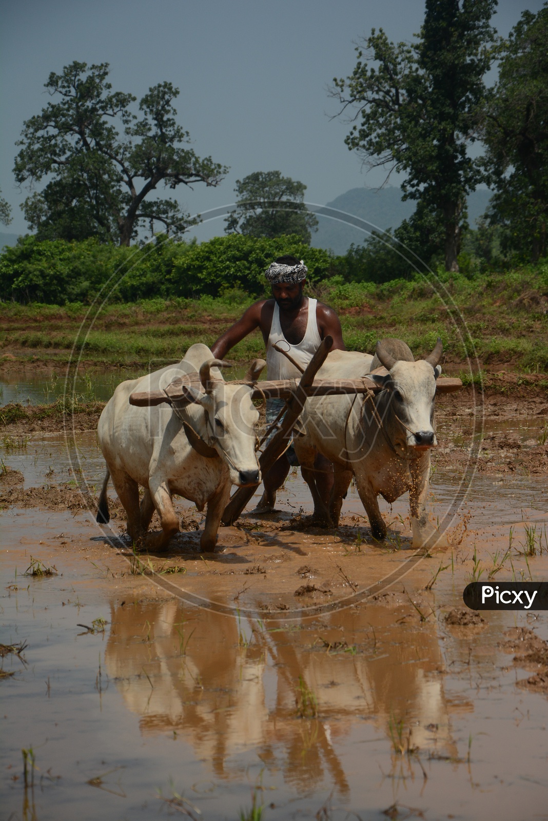 Indian Farmer Ploughing  Agricultural Field With Bullocks In Old Traditional Way  In Rural Villages
