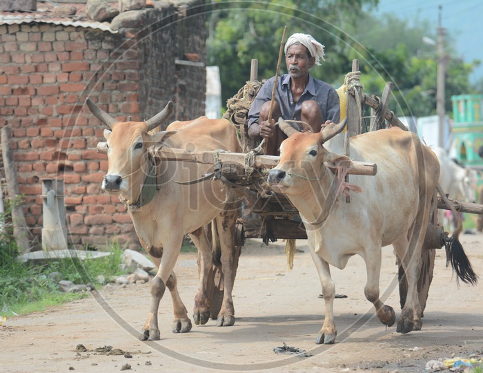 Indian Farmer on Bullock Cart At Rural Indian Village Streets