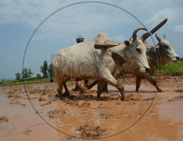 Indian Farmer Ploughing  Agricultural Field With Bullocks In Old Traditional Way  