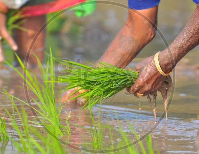 Indian Woman Farmers Planting Paddy Saplings In Field