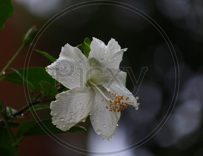 White Hibiscus Flower or Mandaara Puvvu  Closeup