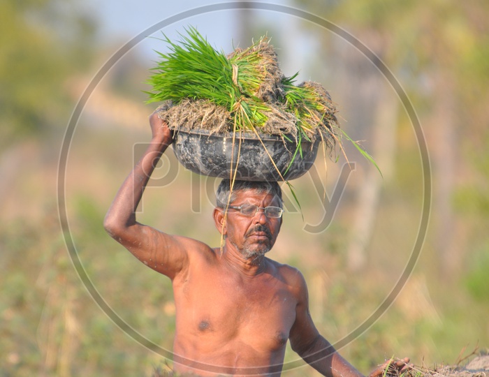 Indian Farmer Carrying Paddy Saplings On Over Head At Paddy Or Rice  Fields