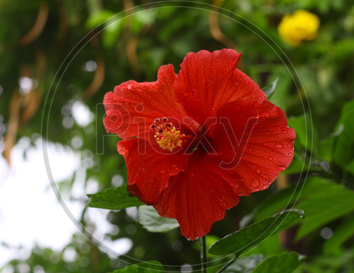 Hibiscus Flower or Mandaara Puvvu  Closeup