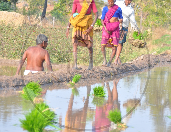 Indian Old Woman Farmers Working In Paddy Fields