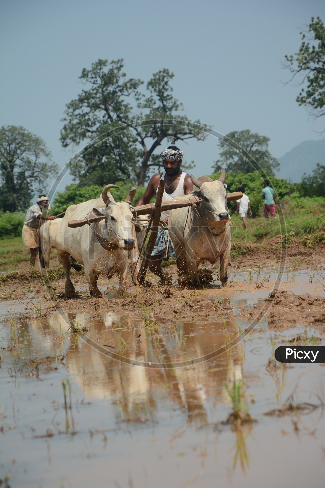 Indian Farmer Ploughing  Agricultural Field With Bullocks In Old Traditional Way  In Rural Villages