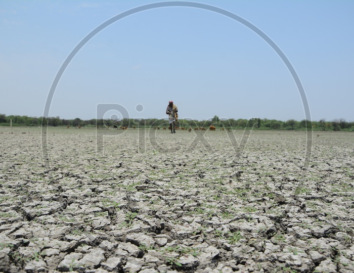 A Shepard  at a Drought Land With Dry Cracked Soil Surface