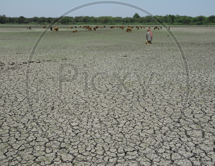 A Shepard Sitting at a Drought Land With Dry Cracked Soil Surface