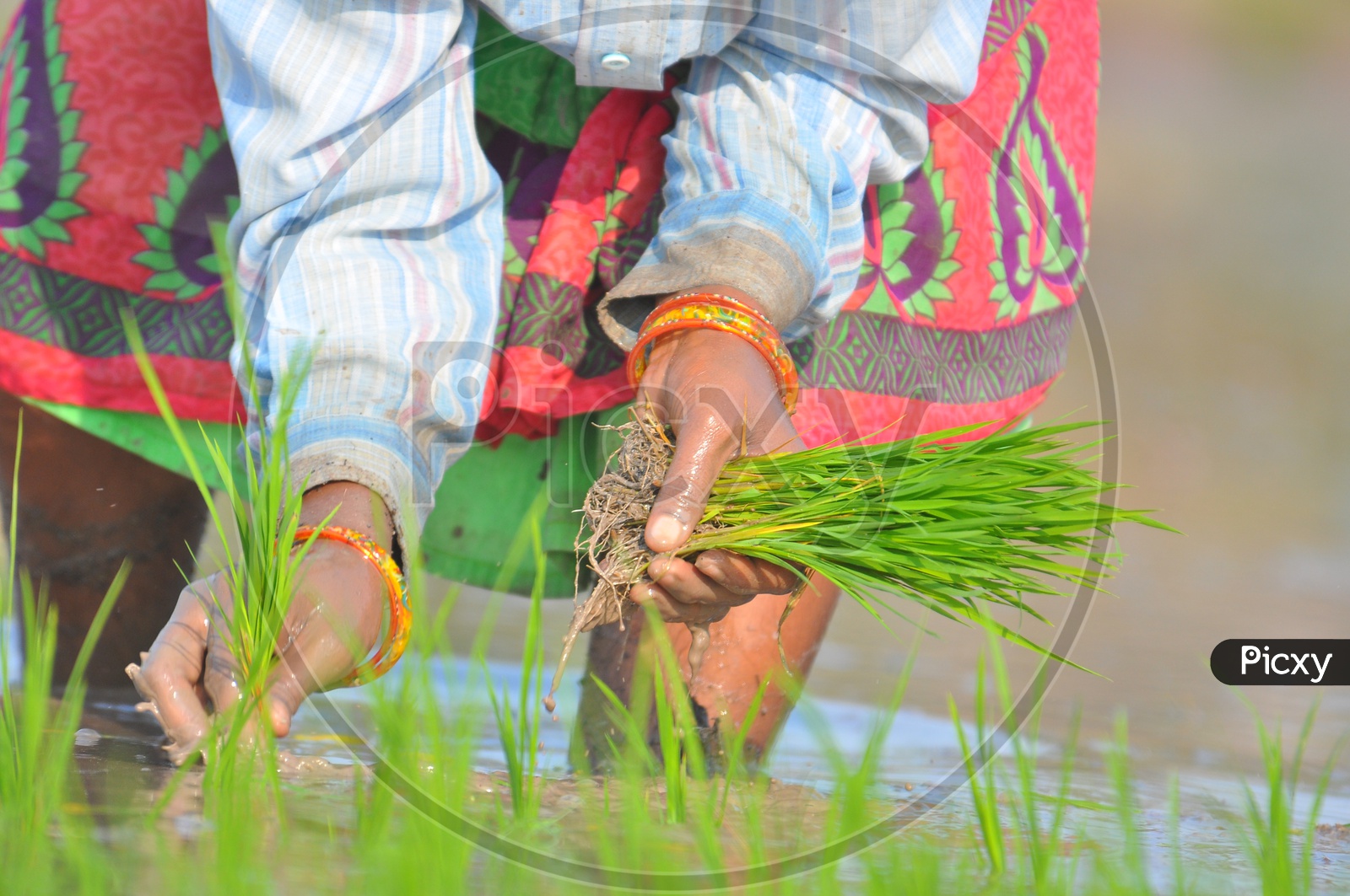 Indian  Woman Farmer Planting Paddy Or Rice Saplings In Agricultural Field