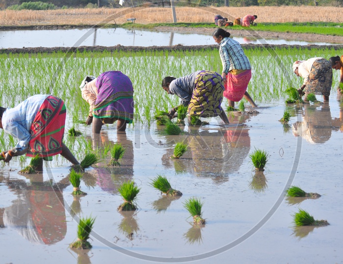 Indian  Woman Farmer Planting Paddy Or Rice Saplings In Agricultural Field