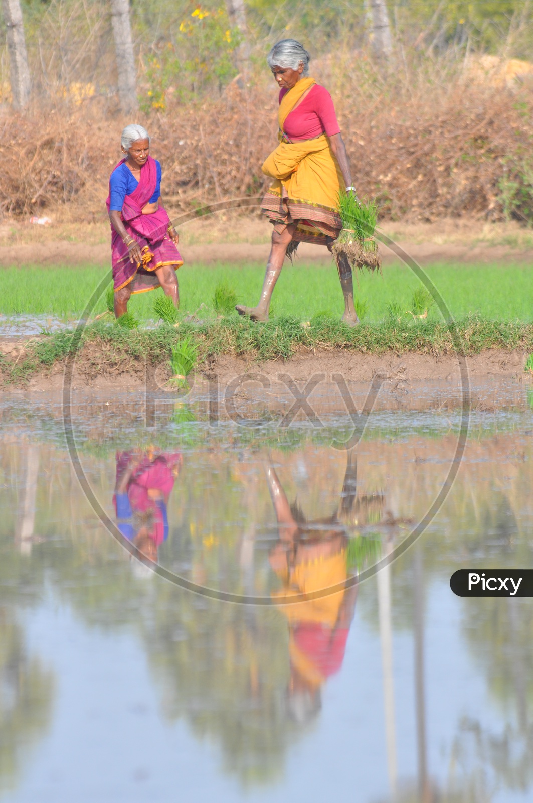 Telangana Farmer women Working In Paddy Fields