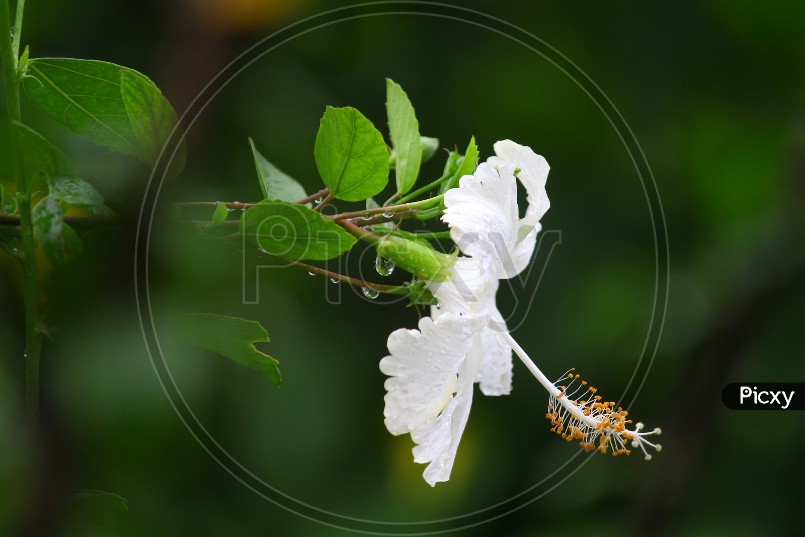 White Hibiscus Flower or Mandaara Puvvu  Closeup