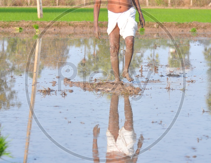 Indian Farmer Working In Paddy Or Rice Agricultural Fields