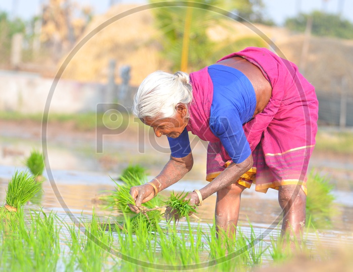 Happy Indian  Woman Farmer Planting Paddy Or Rice Saplings In Agricultural Field