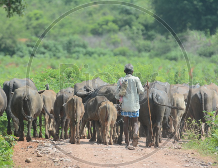 Farmer Taking Buffaloes In Rural Villages