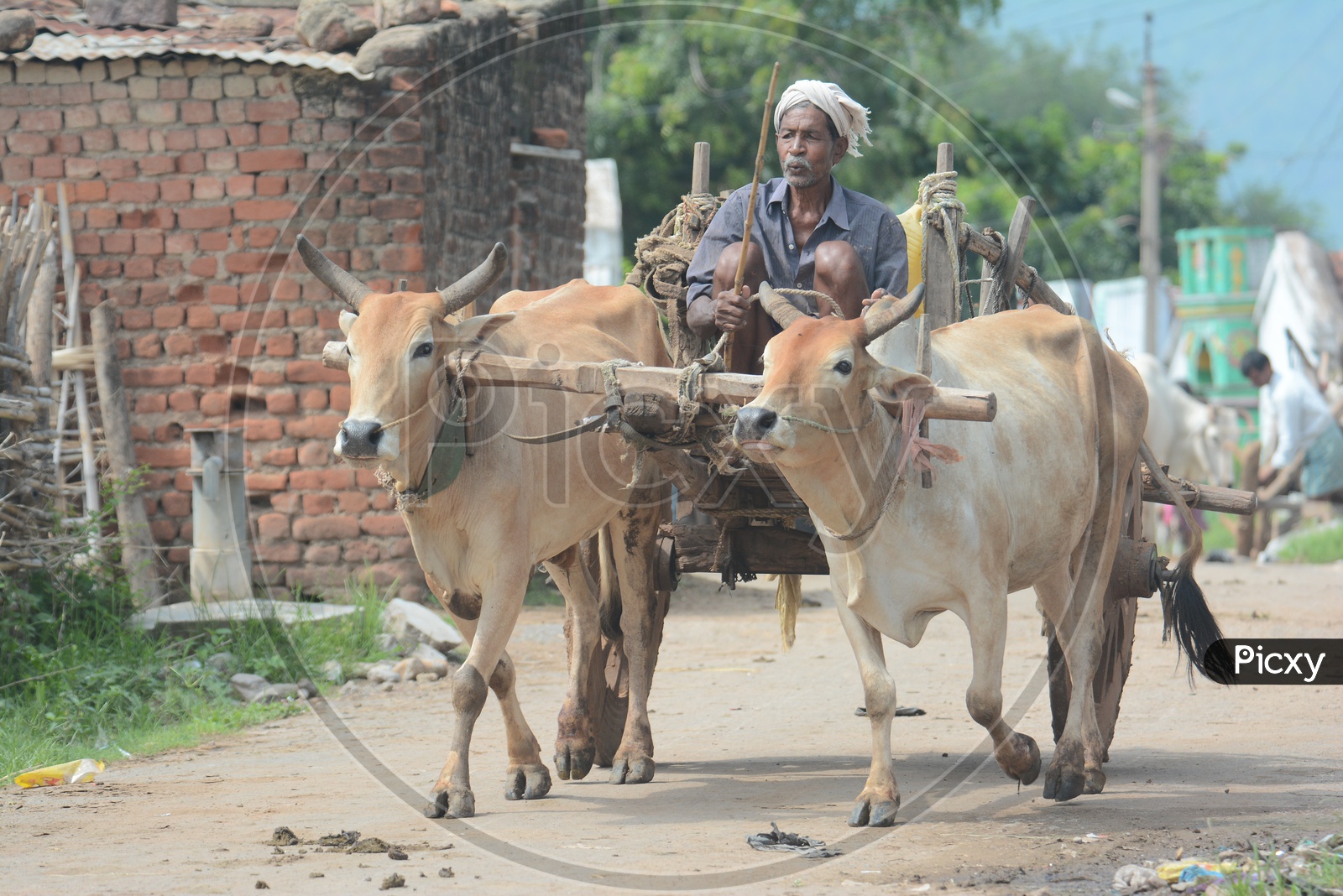 Indian Farmer on Bullock Cart At Rural Indian Village Streets