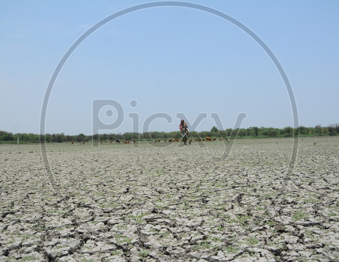A Shepard Sitting at a Drought Land With Dry Cracked Soil Surface