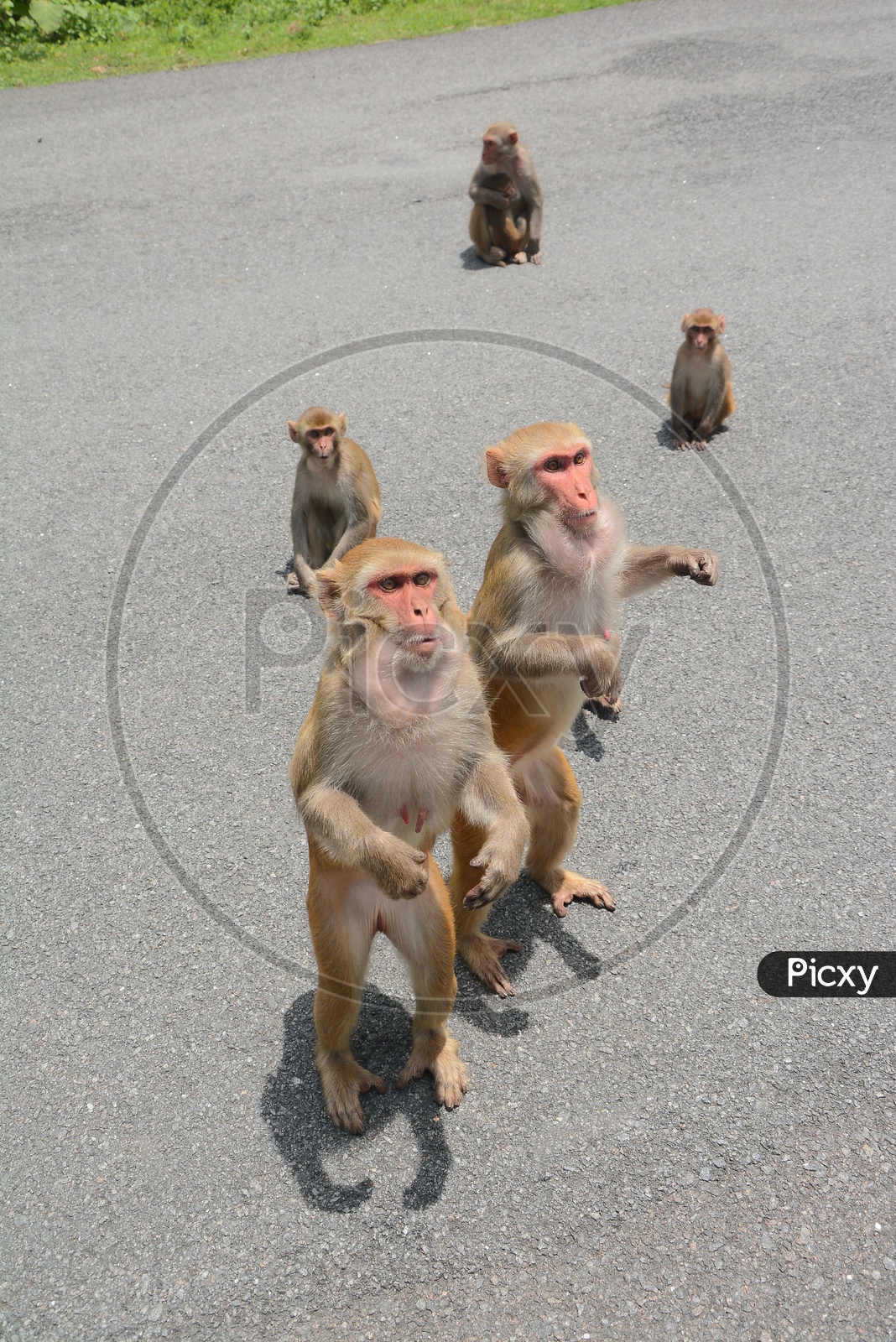 Indian Monkeys  Or Macaques On State Highway Roads