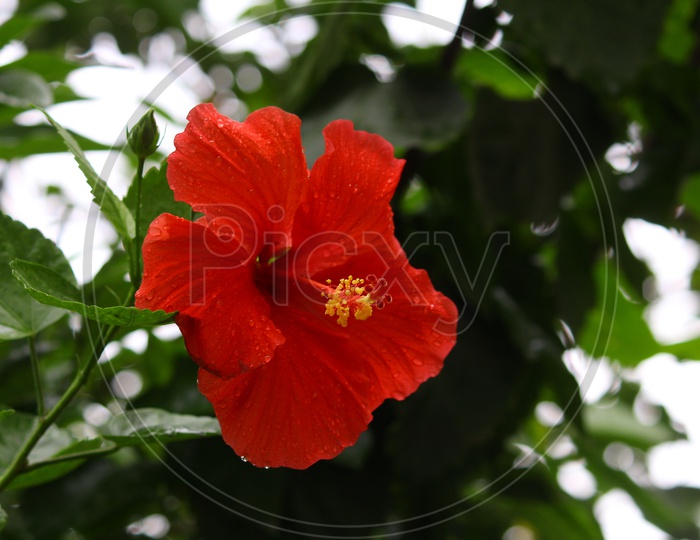 Hibiscus Flower or Mandaara Puvvu  Closeup