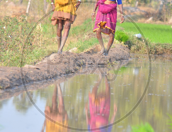 Indian Old Woman Farmers Working In Paddy Fields