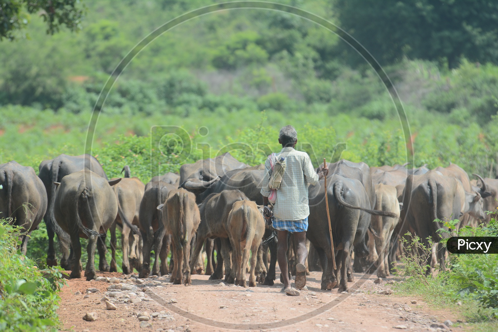 Farmer Taking Buffaloes In Rural Villages