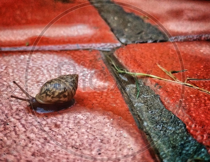 Snail trying to come out of its dark world and see the beautiful nature that we have.
