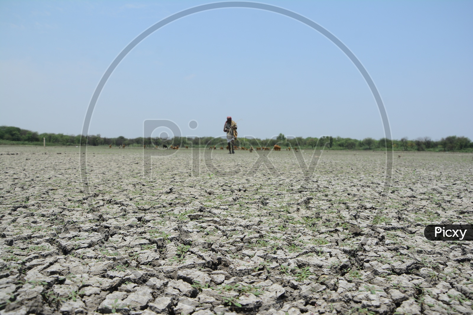 A Shepard  at a Drought Land With Dry Cracked Soil Surface