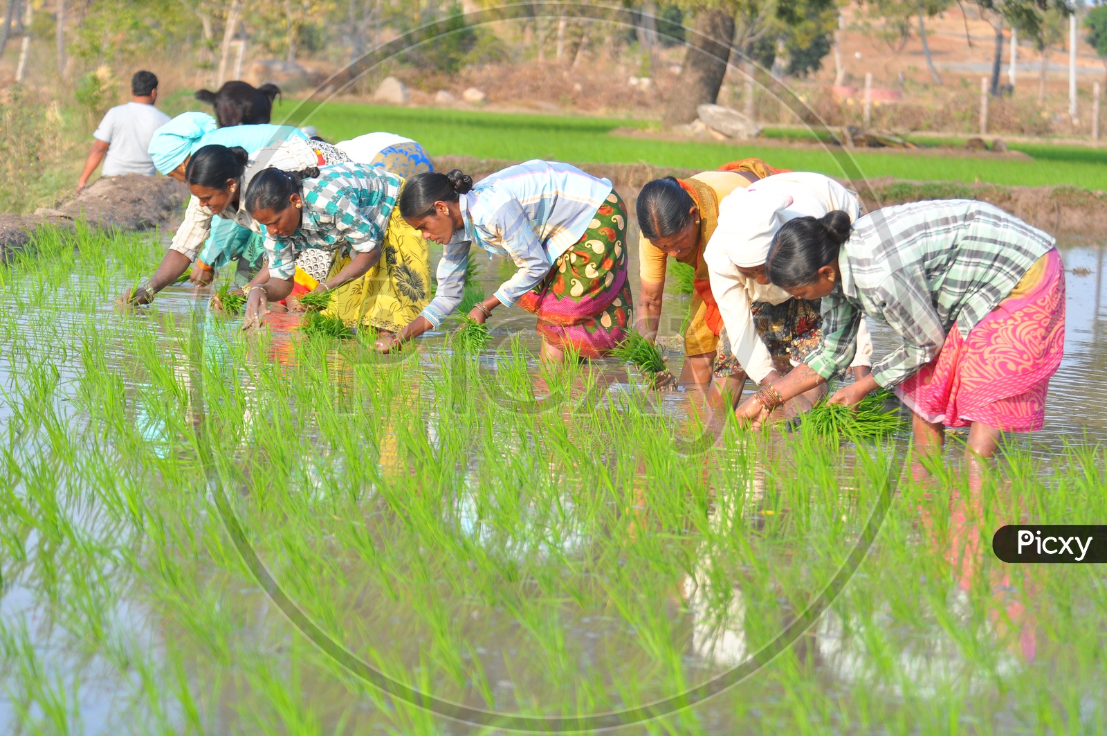 Indian  Woman Farmers  Planting Paddy Or Rice Saplings In Agricultural Field