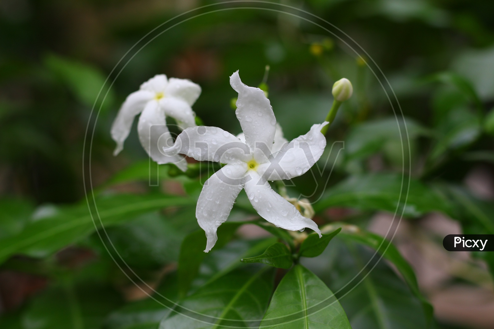 White Sampaguita Jasmine or Arabian jasmine
