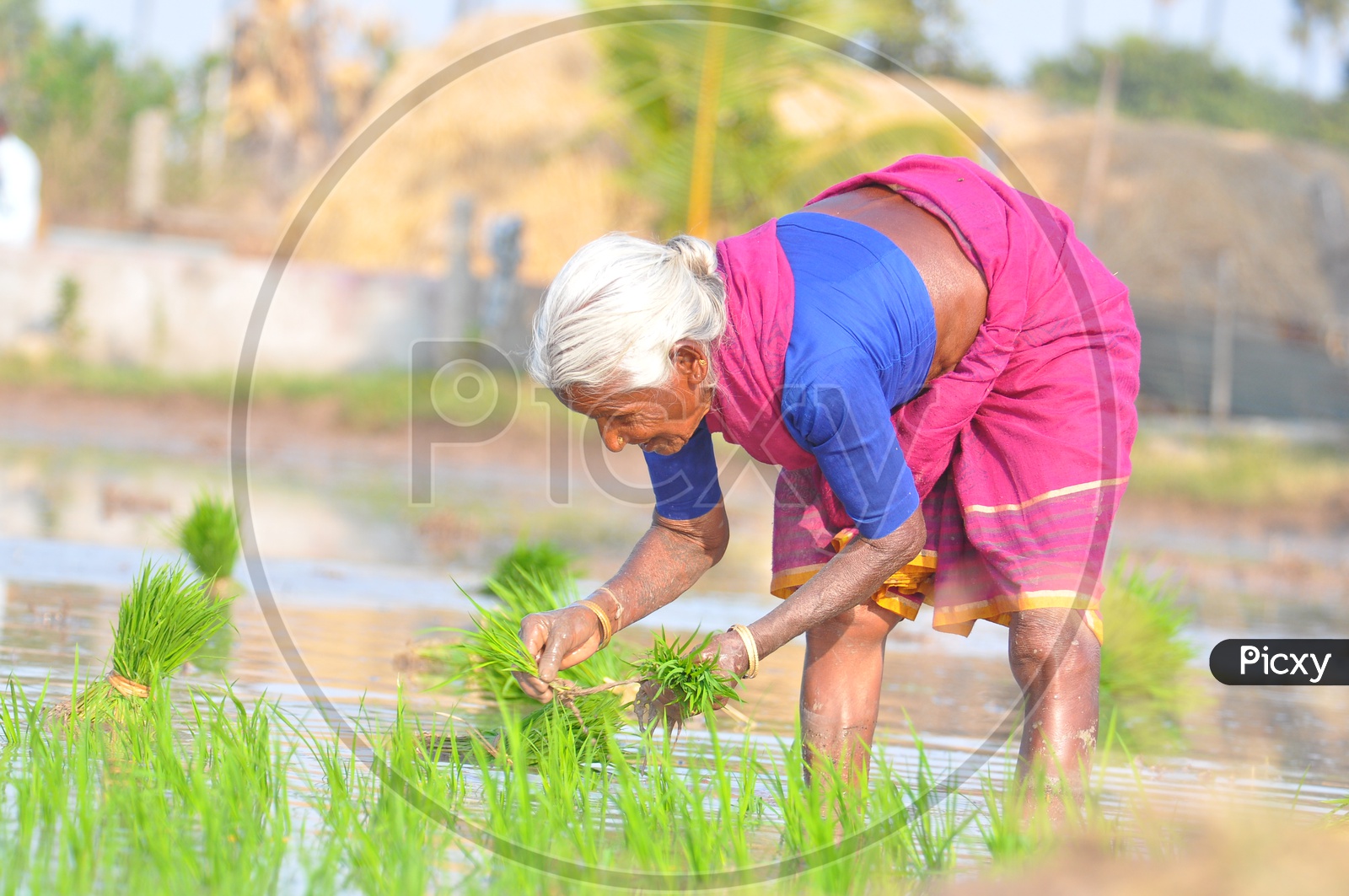 Happy Indian  Woman Farmer Planting Paddy Or Rice Saplings In Agricultural Field
