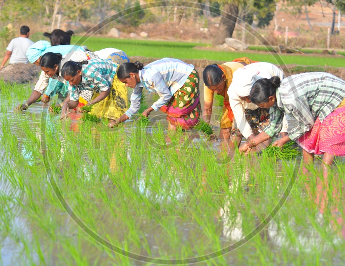 Indian  Woman Farmers  Planting Paddy Or Rice Saplings In Agricultural Field
