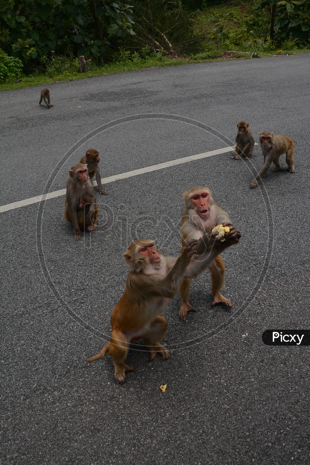 Indian Monkey Or Macaque  Feeding on Highway roads By Commuters