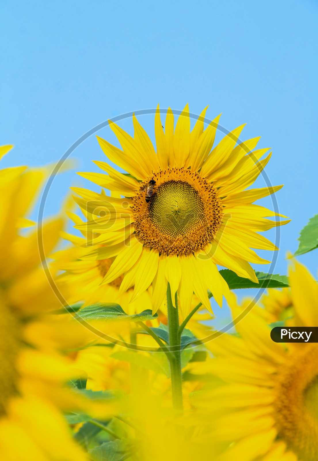 sun flower
