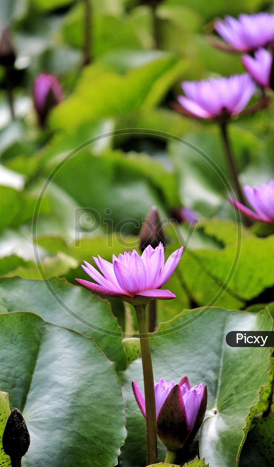 A lotus in a pond.