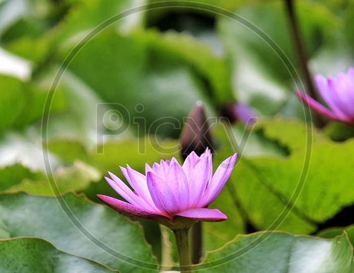 A lotus in a pond.
