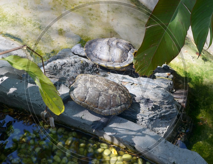 Galapagos tortoise In Zoo