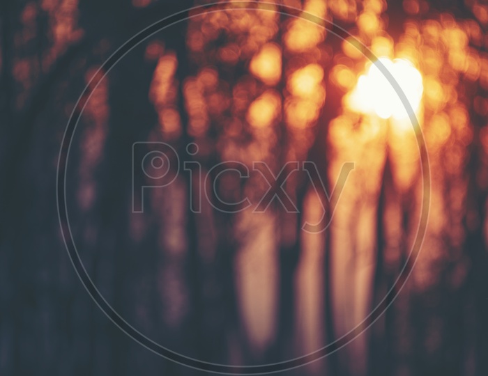 Abstract Background With Bokeh Of  Sunset Scene In Tropical Forest