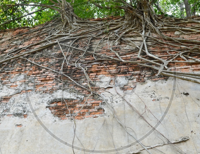 Roots Covered Brick Wall  Forming a background