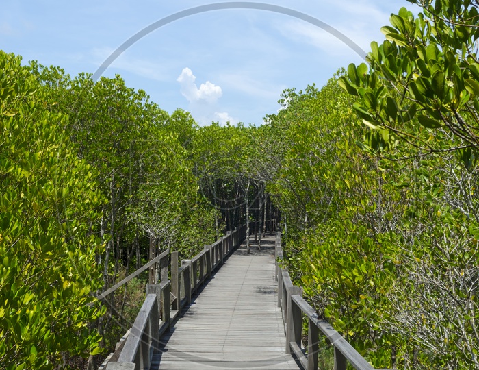 Wooden Bridge in Mangrove  Forest
