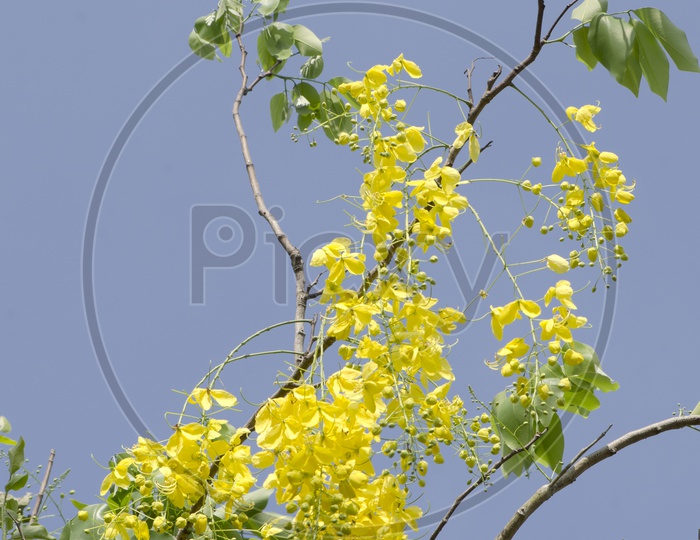 Golden Flower or Cassia Fistula Flowers Blooming